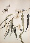 Louisa Anne Meredith Study for gum flowers and Love oil